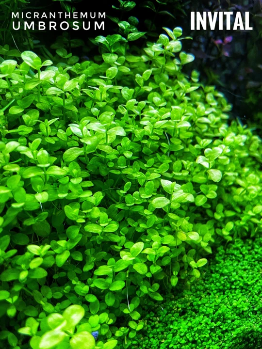 Micranthemum umbrosum