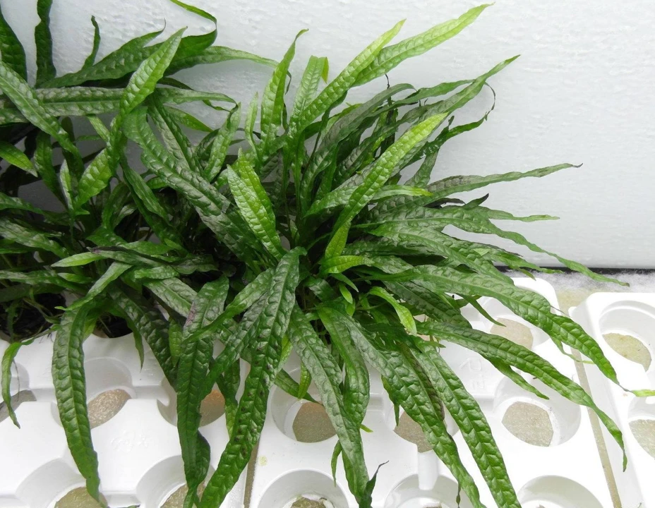 Microsorum pteropus 'Narrow'