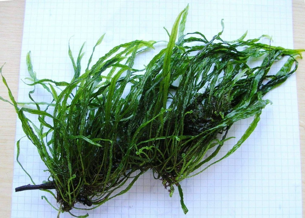 Microsorum pteropus "Needle Leaf"