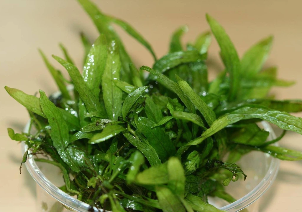 Microsorum pteropus "Short Narrow Leaf"