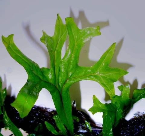 Microsorum pteropus "Thors Hammer"