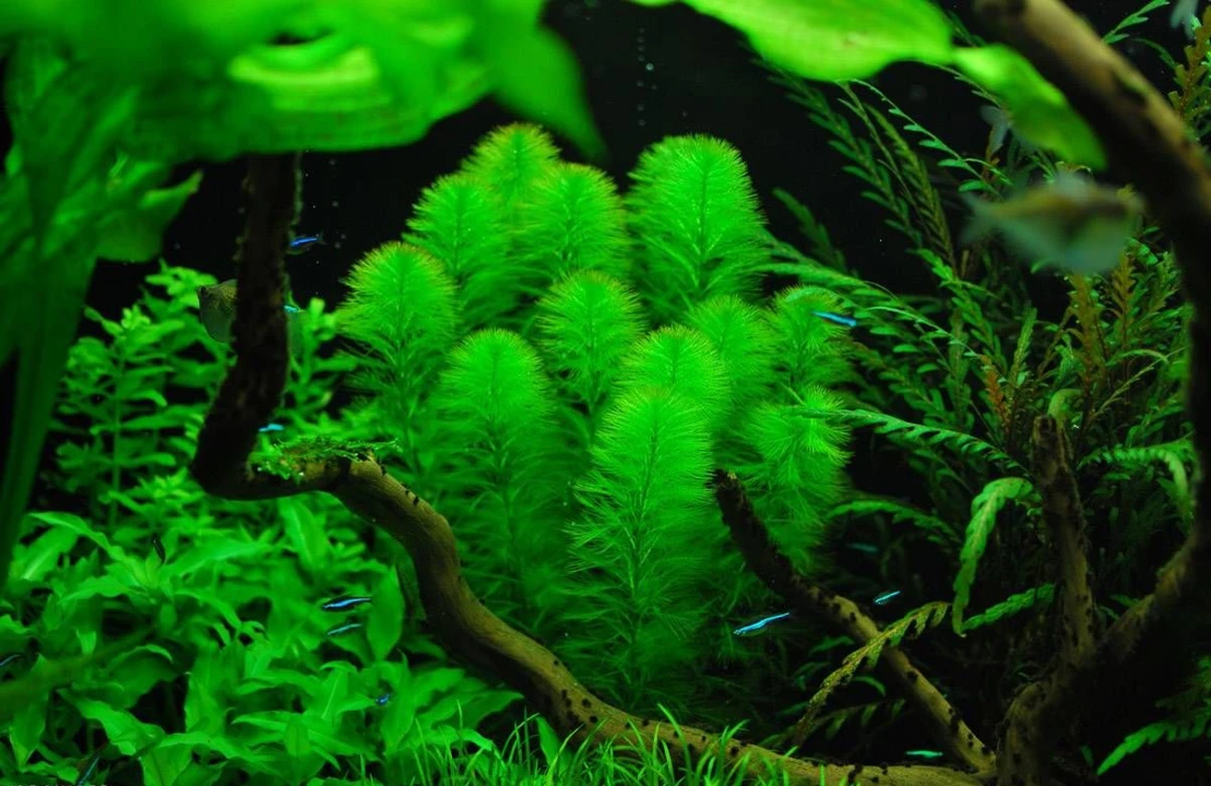 Myriophyllum aquaticum "Green"