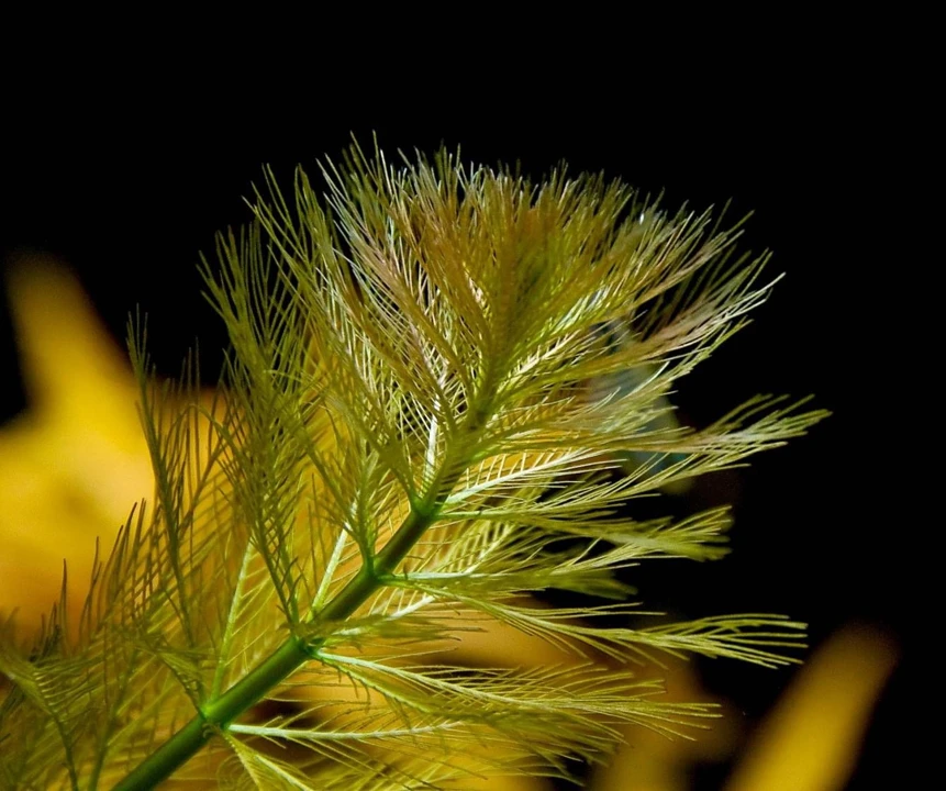 Myriophyllum aquaticum ("Normalform")