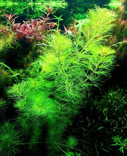 Myriophyllum aquaticum var. santacatarinense