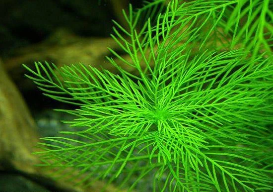 Myriophyllum mattogrossense