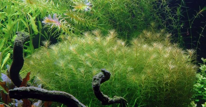 Myriophyllum mezianum