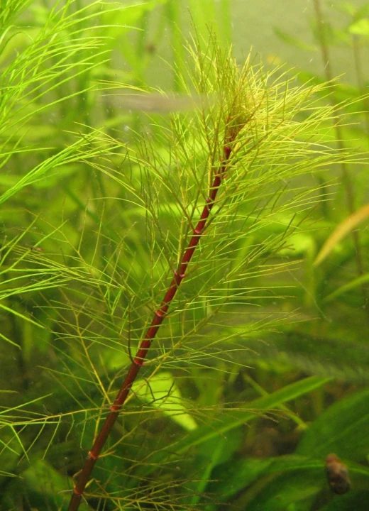 Myriophyllum rubricaule