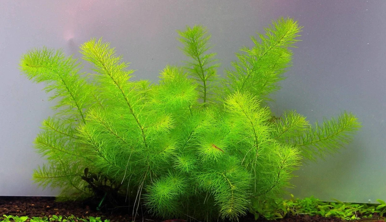Myriophyllum sp. "Guyana"
