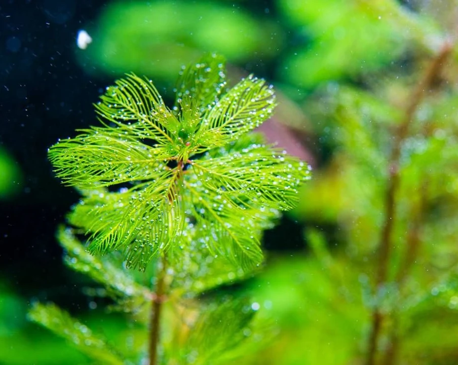Myriophyllum spicatum