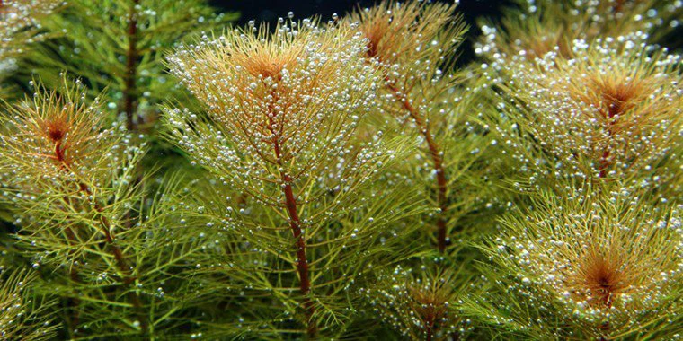 Myriophyllum tuberculatum