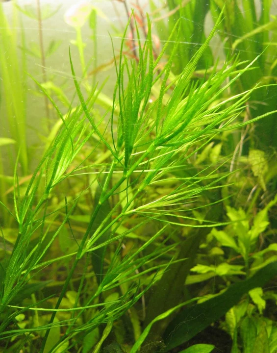 Najas madagascariensis