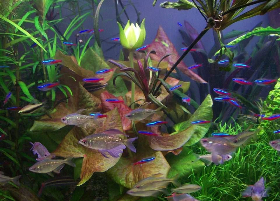 Nymphaea gardneriana