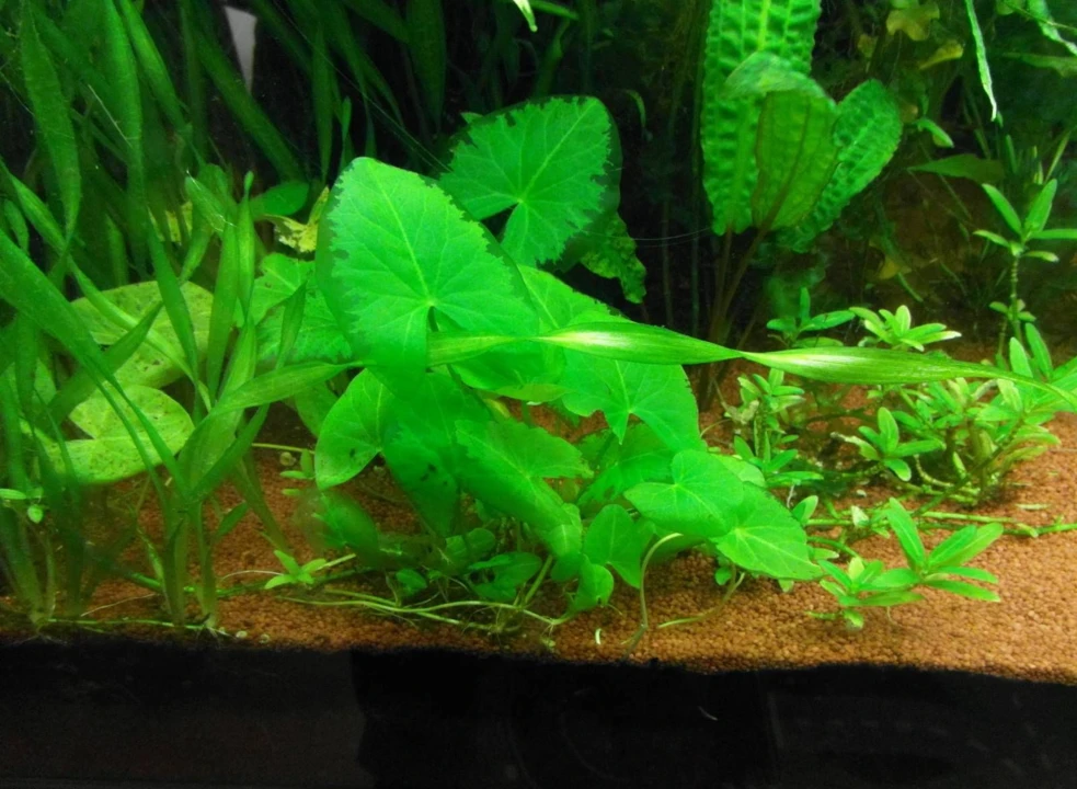 Nymphaea glandulifera