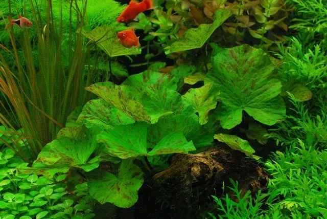 Nymphaea lotus 'grün'