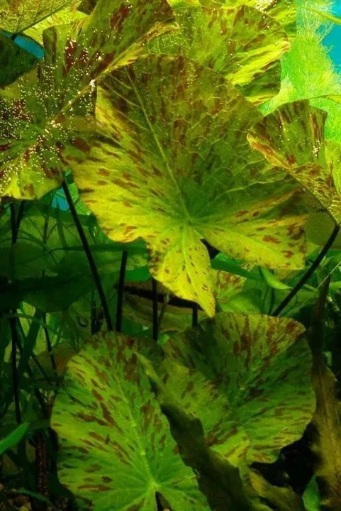 Nymphaea lotus 'grün'