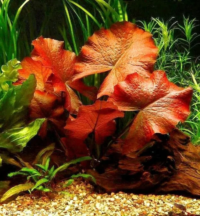 Nymphaea lotus 'rot'