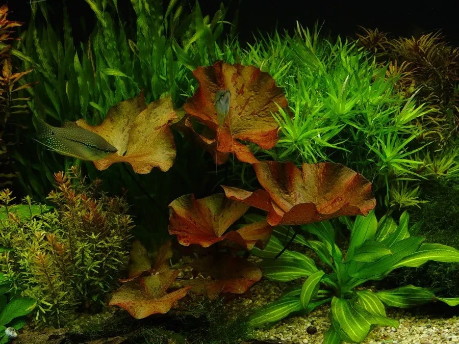 Nymphaea lotus 'rot'