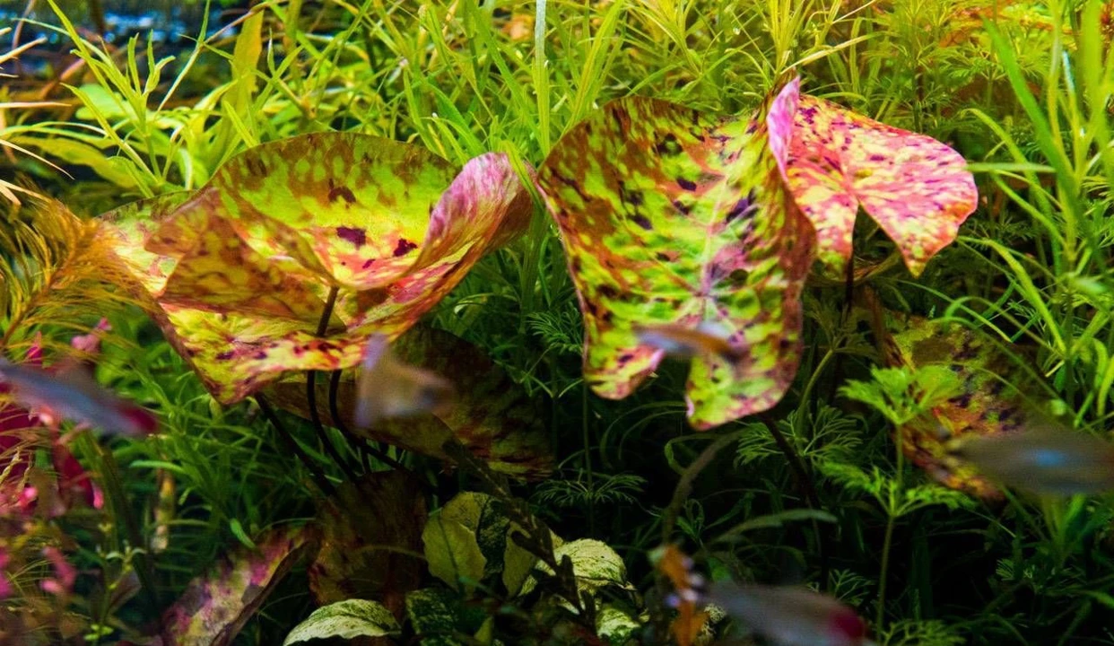 Nymphaea micrantha "Gefleckt"