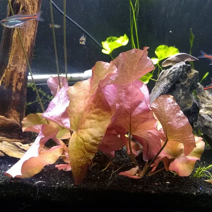 Nymphaea nouchali "Sri Lanka"