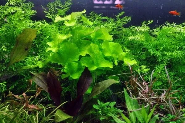 Nymphoides sp. 'Taiwan' ('Flipper')