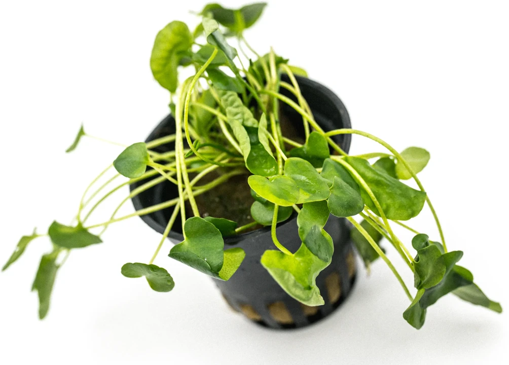 Nymphoides sp. 'Taiwan' ('Flipper')