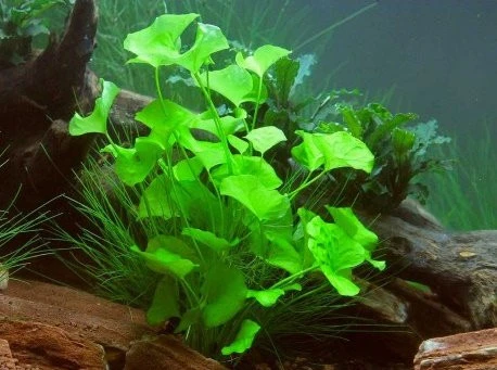 Nymphoides sp. 'Taiwan' ('Flipper')