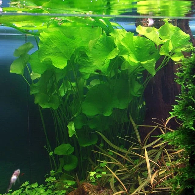 Nymphoides sp. 'Taiwan' ('Flipper')