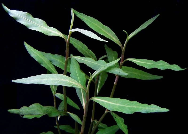 Persicaria hydropiperoides