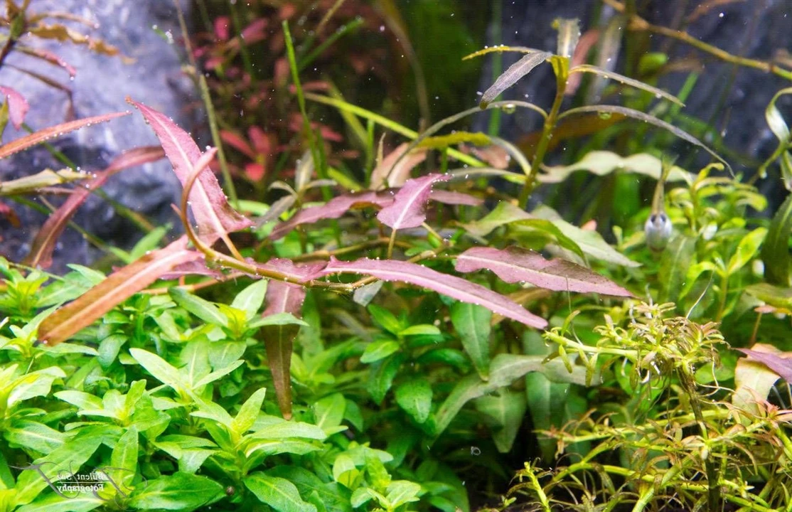 Persicaria praetermissa