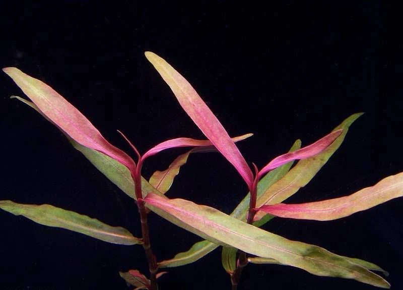 Persicaria sp. 'Kawagoeanum'