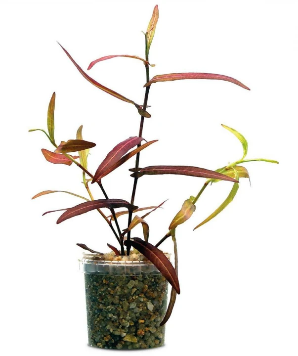 Persicaria sp. 'Porto Velho'