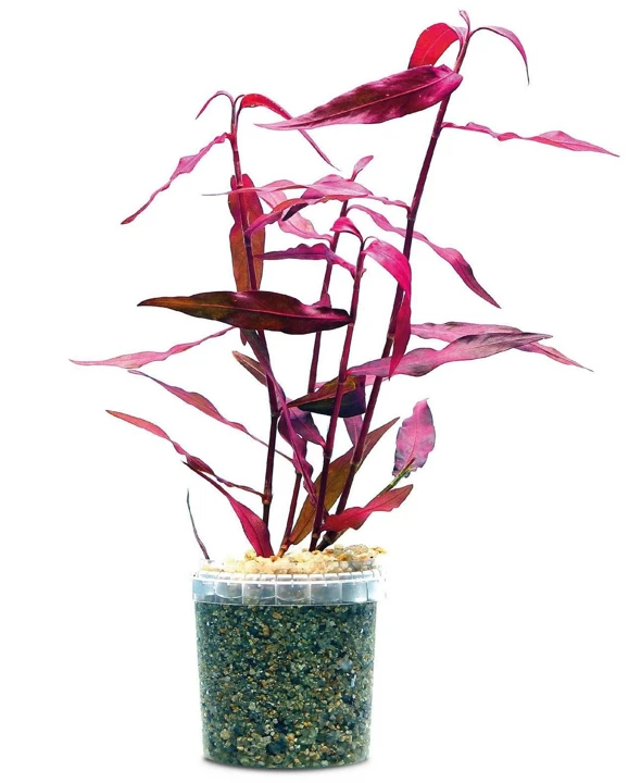 Persicaria sp. 'Sao Paulo'