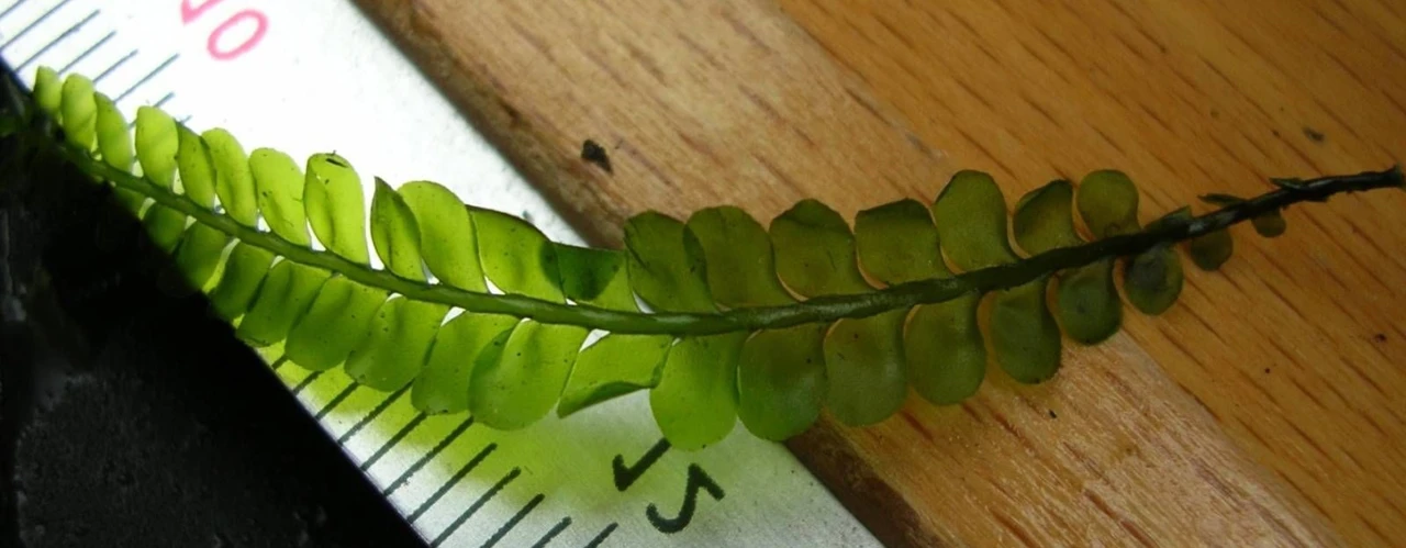 Plagiochila integerrima