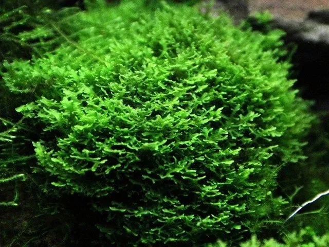 Plagiomnium cf. affine