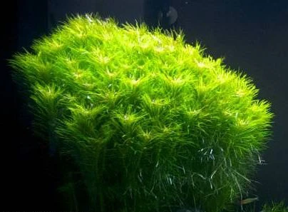 Pogostemon deccanensis