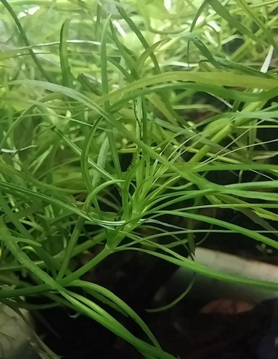 Pogostemon quadrifolius