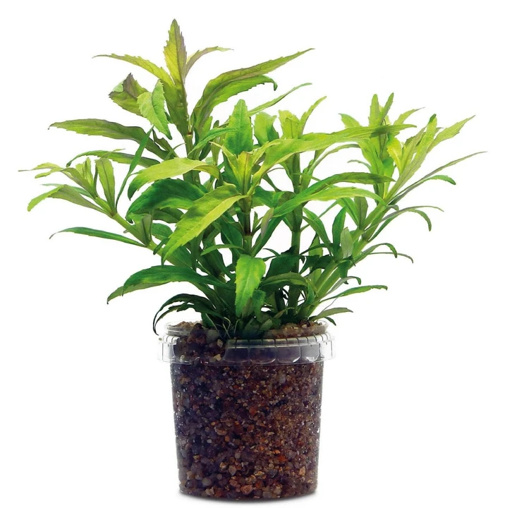 Pogostemon sampsonii