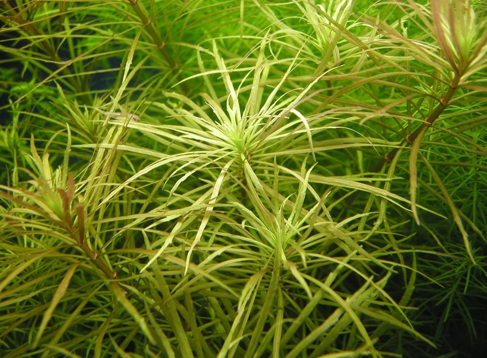 Pogostemon sp. "E 401"