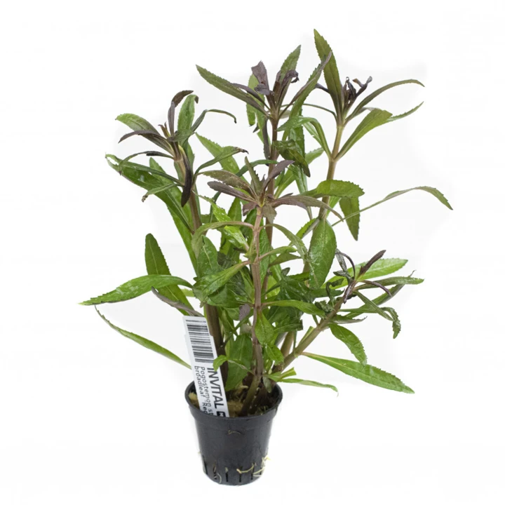 Pogostemon stellatus 'Broad Leaf'