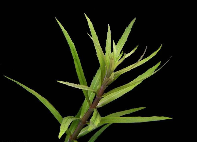 Pogostemon yatabeanus