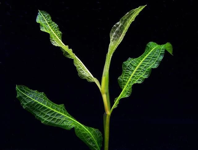 Potamogeton dentatus