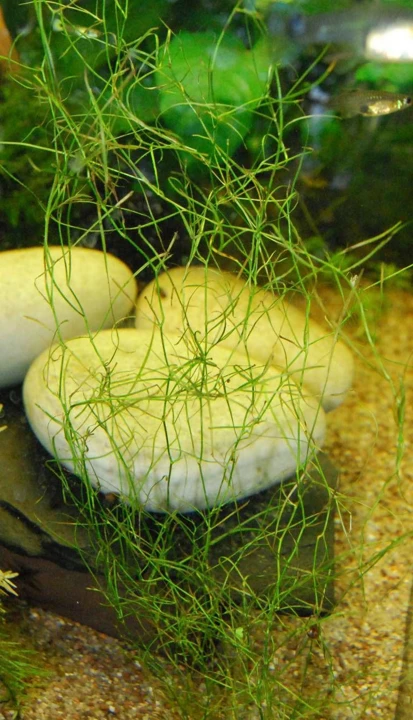 Potamogeton octandrus