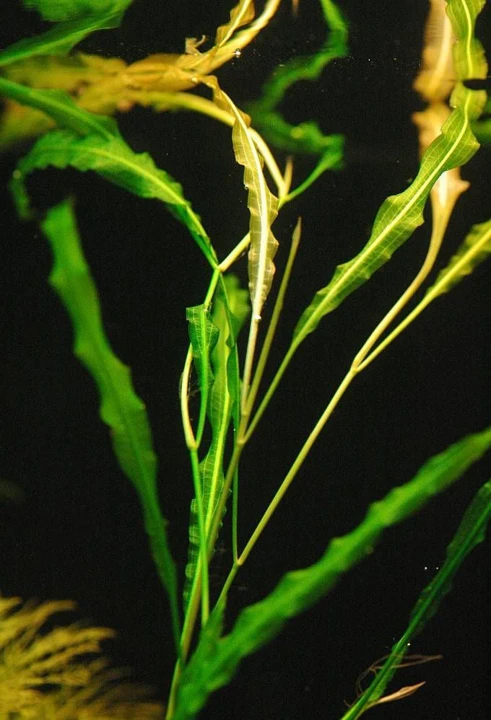 Potamogeton wrightii
