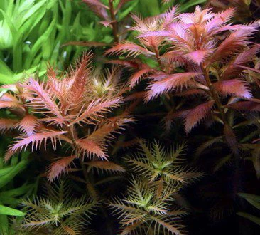 Proserpinaca palustris