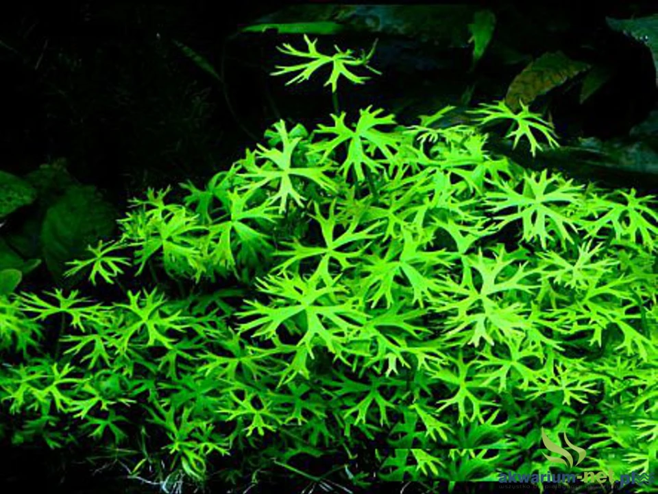 Ranunculus inundatus