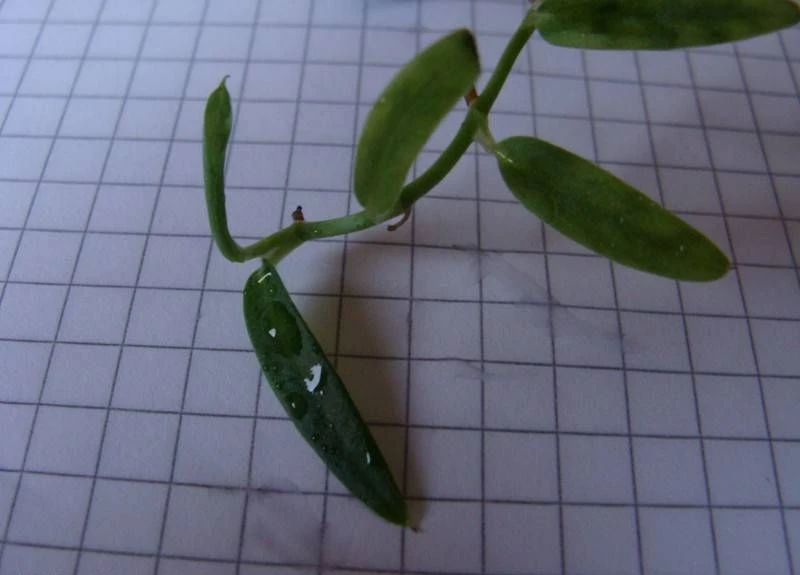 Rhaphidophora beccarii