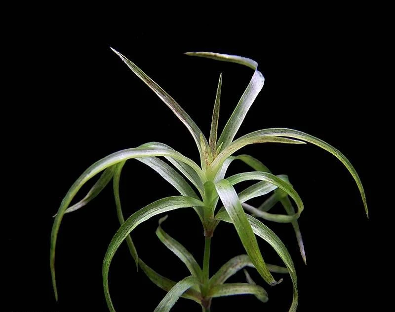 Rhynchospora albescens