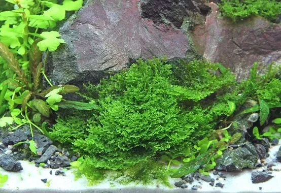 Riccardia chamedryfolia