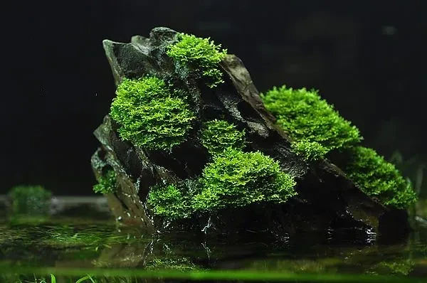 Riccardia chamedryfolia