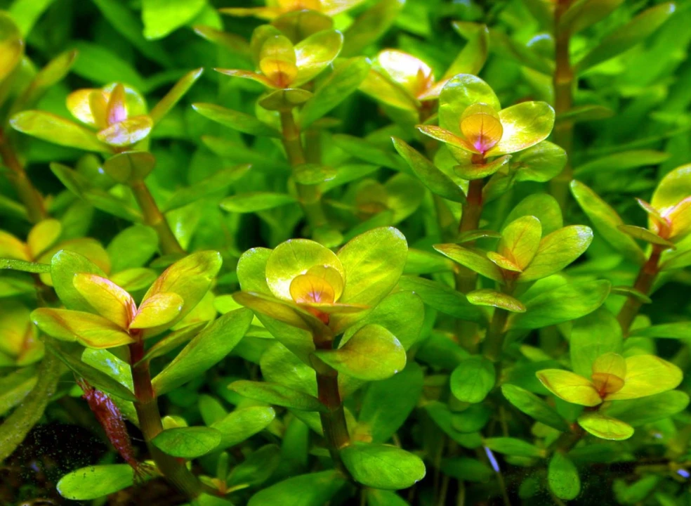 Rotala indica